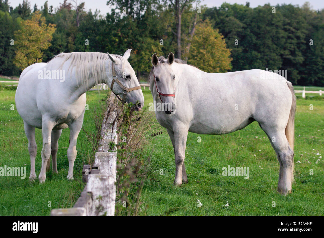 Weiße Kladruber Pferde aus Kladruby nad Labern nationale Gestüt Pardubice Region, Böhmen, Tschechische Republik, Europa Stockfoto