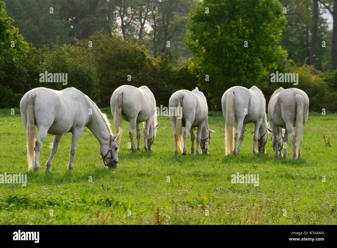 Weiße Kladruber Pferde aus Kladruby nad Labem nationale Gestüt Pardubice Region, Böhmen, Tschechische Republik, Europa Stockfoto