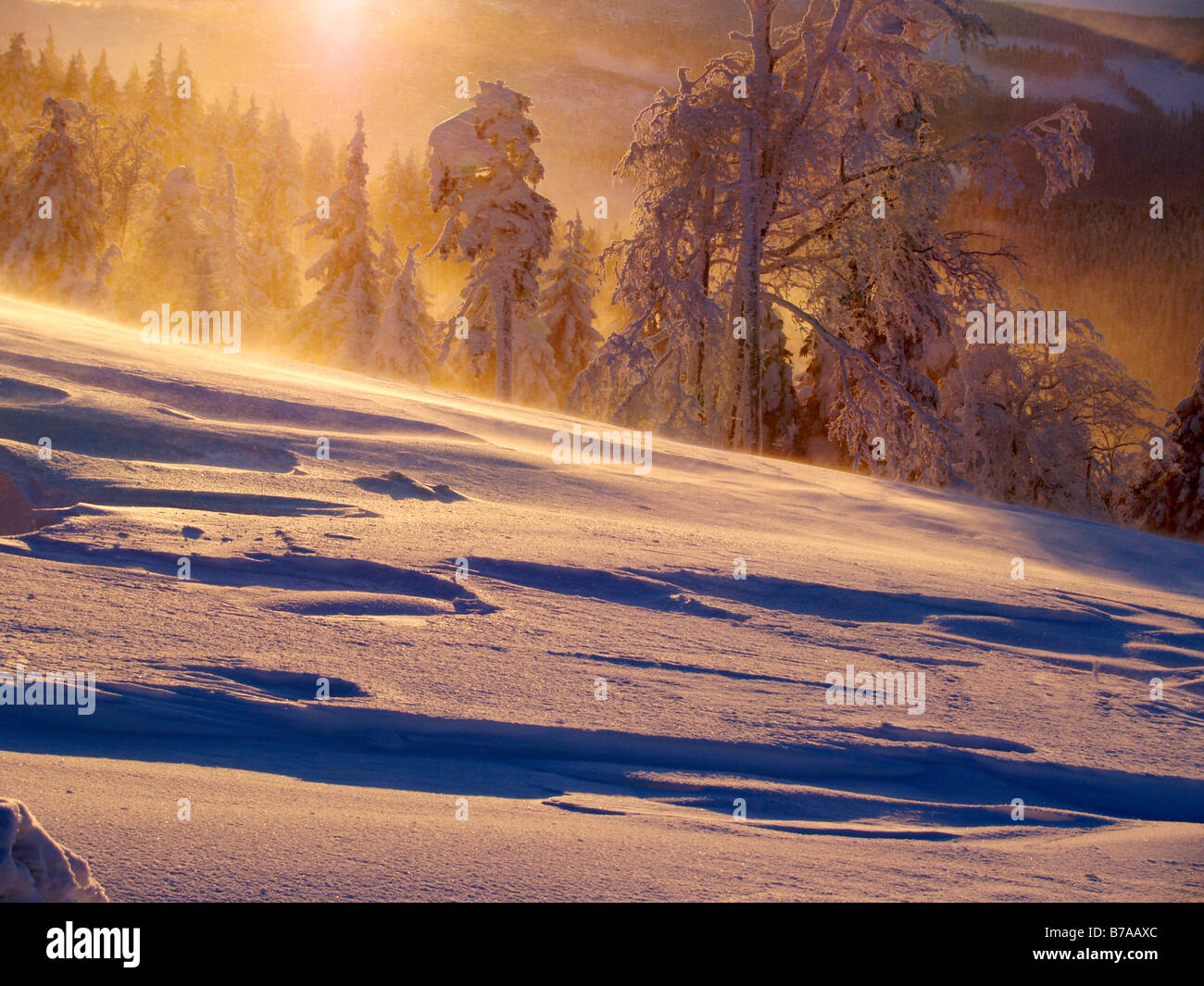 Winter am Velký Klinovec, Pulverschnee, Hrubý Jeseník Gebirge, geschützte Landschaft Bereich, Nordmähren, Tschechische Republik Stockfoto