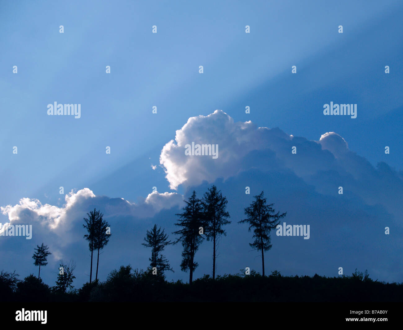 Lärchen (Larix Decidua), gegen blauen Himmel mit Cumulus-Wolken in Sidonie, weiße Karpaten Landschaft-Schutzgebiet, Stockfoto