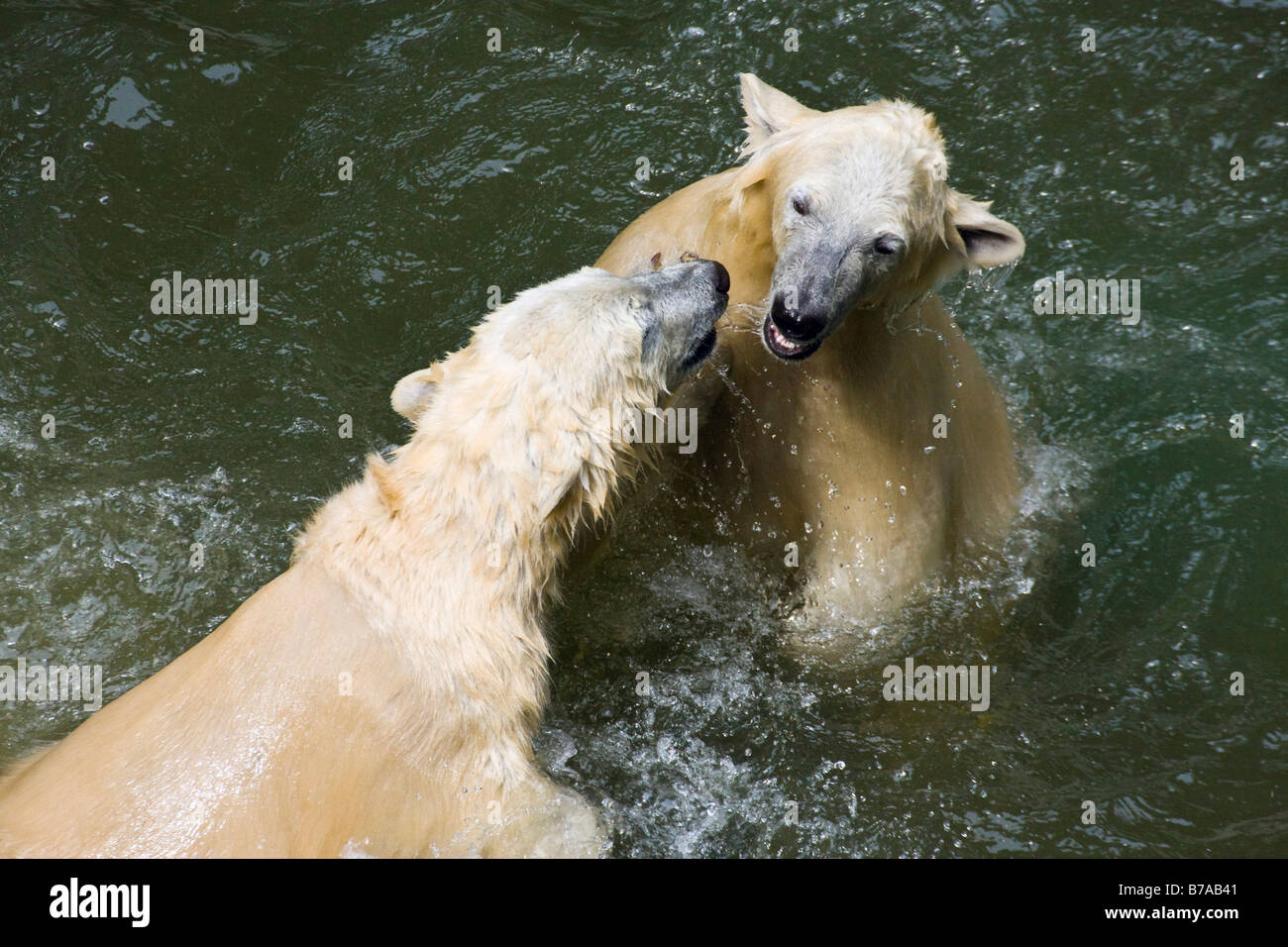 Eisbären (Ursus Maritimus, Thalarctos Maritimus), Jungen spielen kämpfen im Wasser Stockfoto