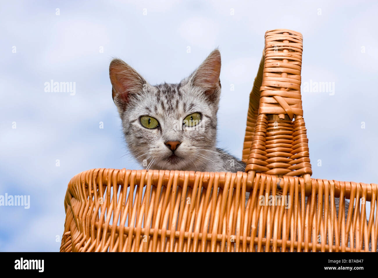Katze (Felis Catus) in einem Korb Stockfoto