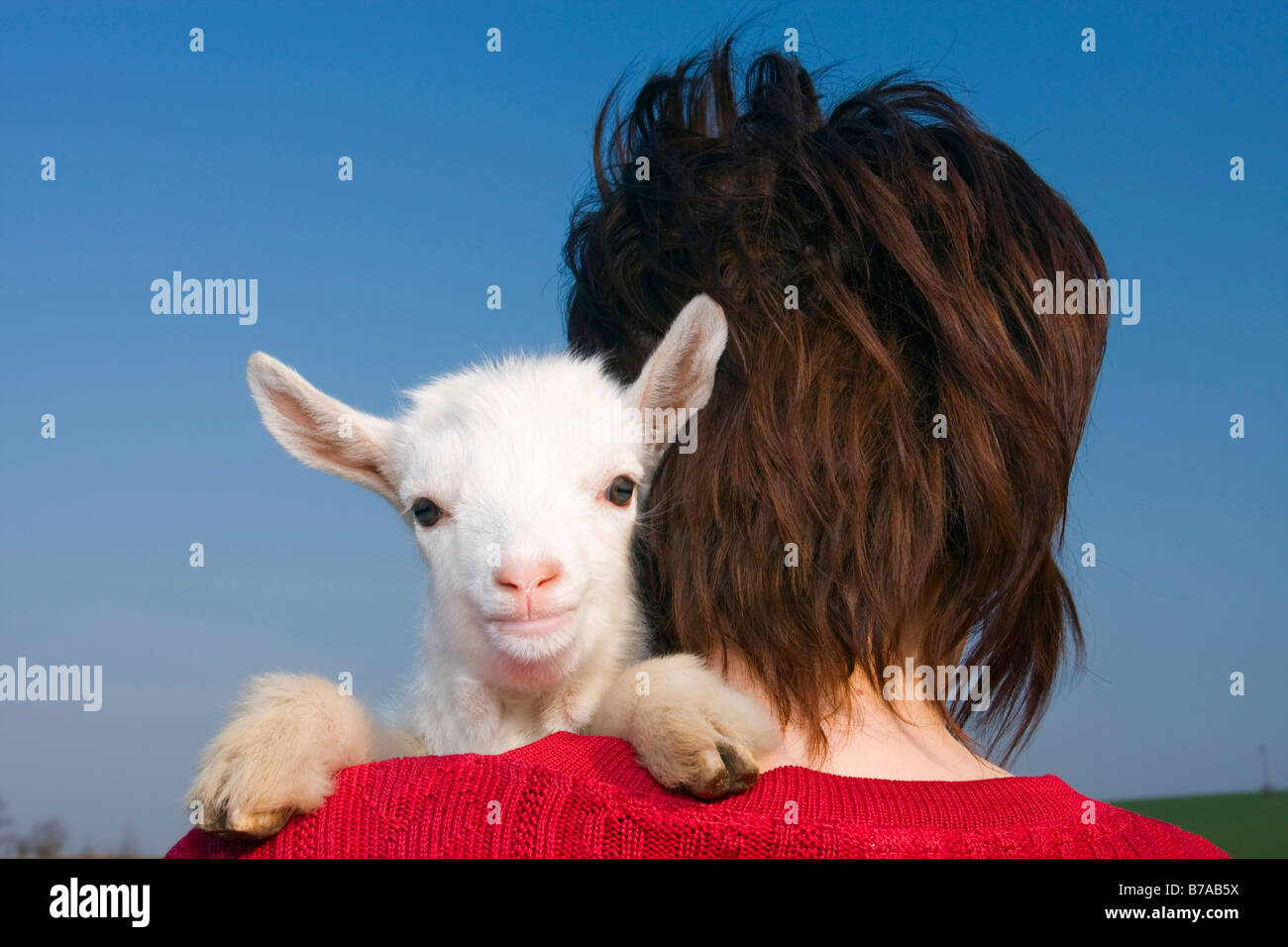 Weiße Zicklein auf Frau Schulter Stockfoto