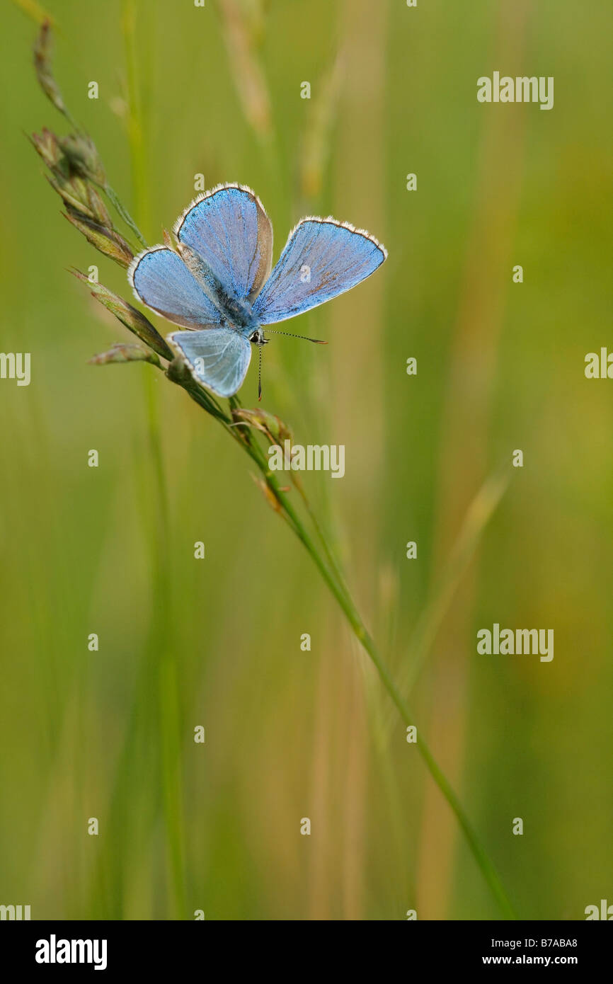 Adonis Blue Butterfly (Lysandra Bellargus), männliche mit Verbreitung Flügel, Perchtoldsdorf Heath, Niederösterreich, Österreich, Europa Stockfoto