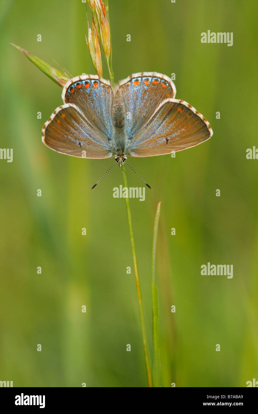 Blaue Adonis (Lysandra Bellargus), weibliche mit Verbreitung Flügel, Perchtoldsdorf Heath, Niederösterreich, Österreich, Europa Stockfoto