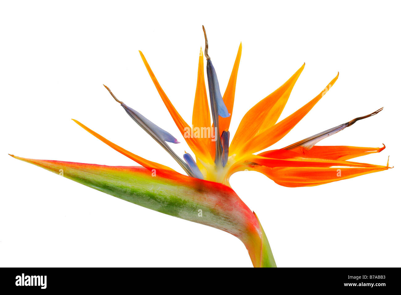 Strelitzia, Kran Blume oder Vogel des Paradieses (Strelitzia Regina) auf weiß Stockfoto