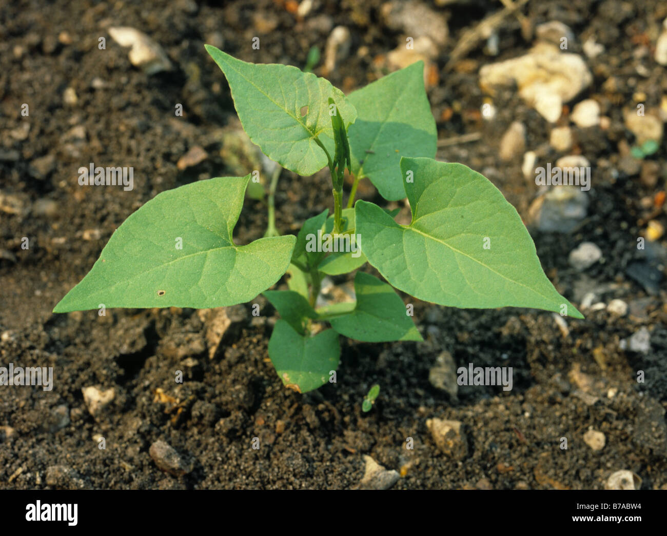 Bilderdykia schwarz Ackerwinde Convolvulus Jungpflanze Stockfoto