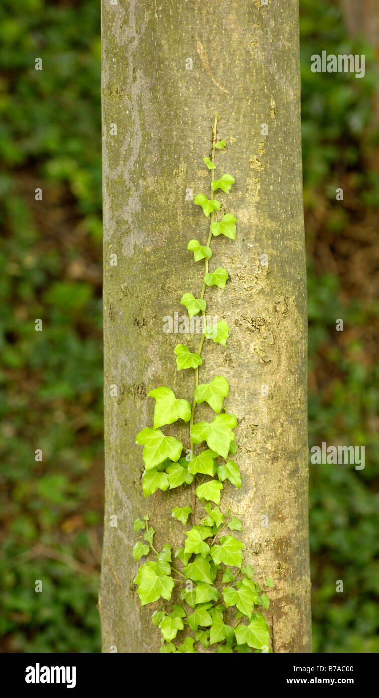 Kriechender efeu -Fotos und -Bildmaterial in hoher Auflsung  Alamy