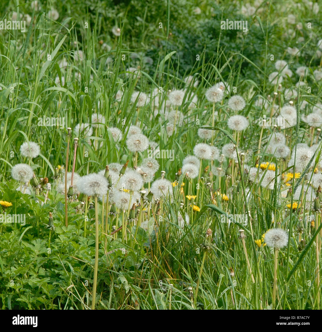 Detail der Dandilions gonna Samen (Rittersporn Uhren) in einem verwilderten Garten Stockfoto