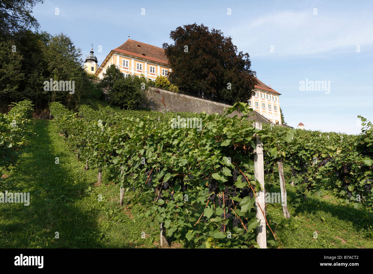 Weinberg am Schloss Stainz, Schilcher Weinstraße, Schilcher Wein Route, Steiermark, Österreich, Europa Stockfoto