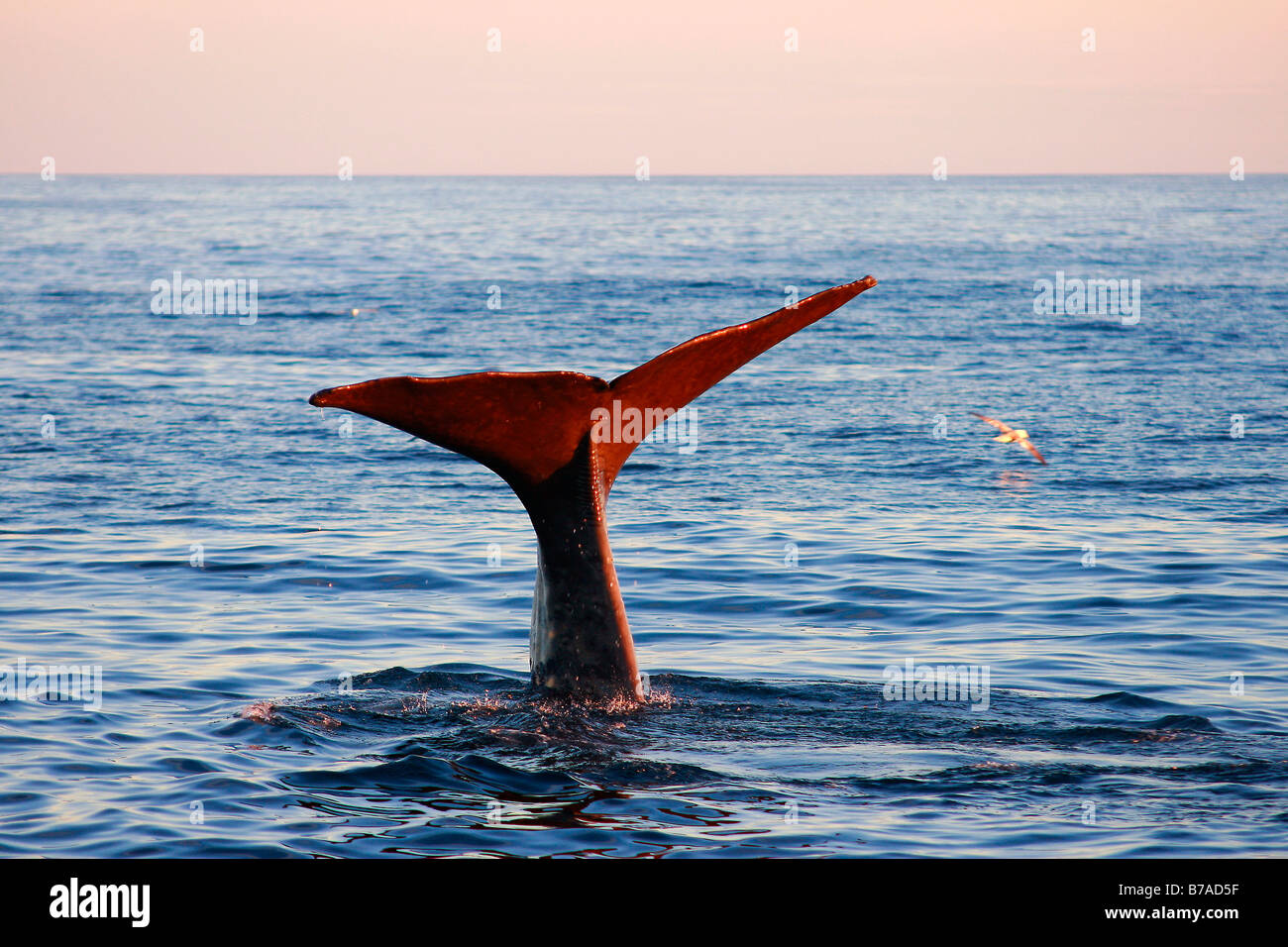 Egel eines Sperma Whales (Physetter Catodon oder physetter macrocephalus), männliche Futtersuche, polares Meer, Mitternachtssonne, Andenes, Vesterale Stockfoto