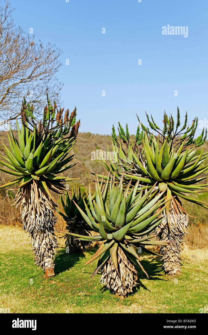 Aloe Pflanze (Aloe), Kwazulu-Natal, Sdafrika, Afrika Stockfotografie -  Alamy