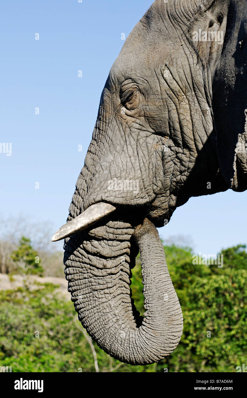 Elefanten (Elephantidae), Porträt, Südafrika, Afrika Stockfoto
