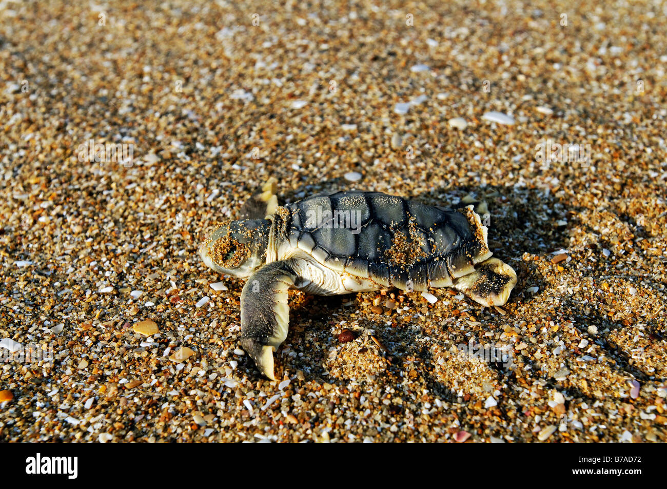 Frisch geschlüpfte Meeresschildkröten (Cheloniidae), Cape York, Queensland, Australien Stockfoto