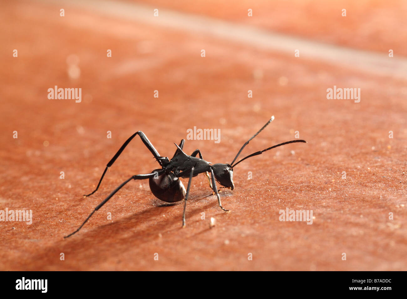 Ameise (Ameisen), Samboja, Ost-Kalimantan, Borneo, Indonesien, Süd-Ost-Asien Stockfoto