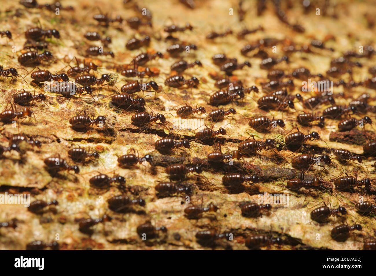 Termiten (Isoptera), Ost-Kalimantan, Borneo, Indonesien, Südostasien Stockfoto