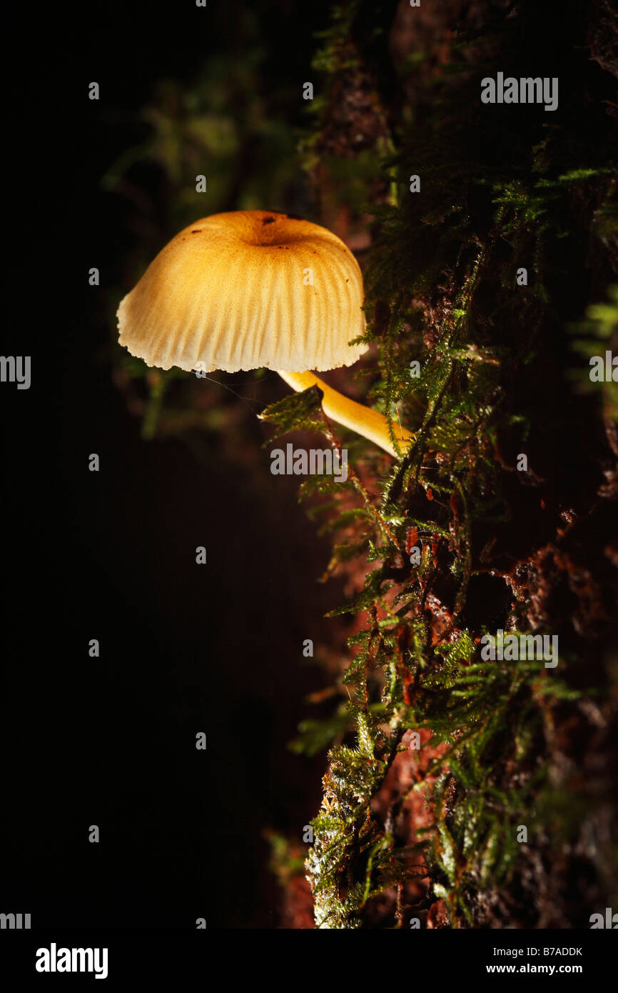 Baum-Pilze (Xylobiont) Samboja, Ost-Kalimantan, Borneo, Indonesien, Südostasien Stockfoto