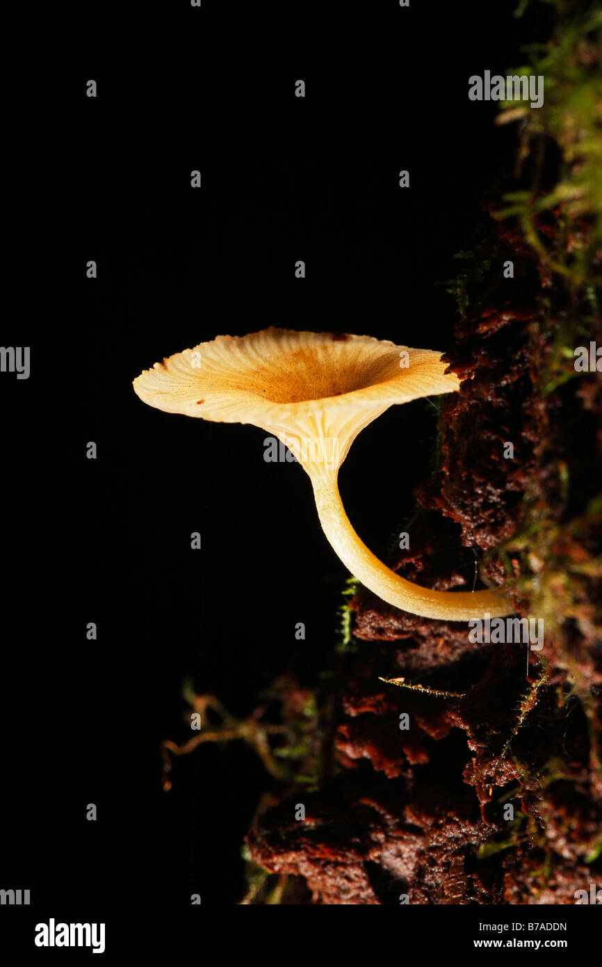 Baum-Pilze (Xylobiont) Samboja, Ost-Kalimantan, Borneo, Indonesien, Südostasien Stockfoto