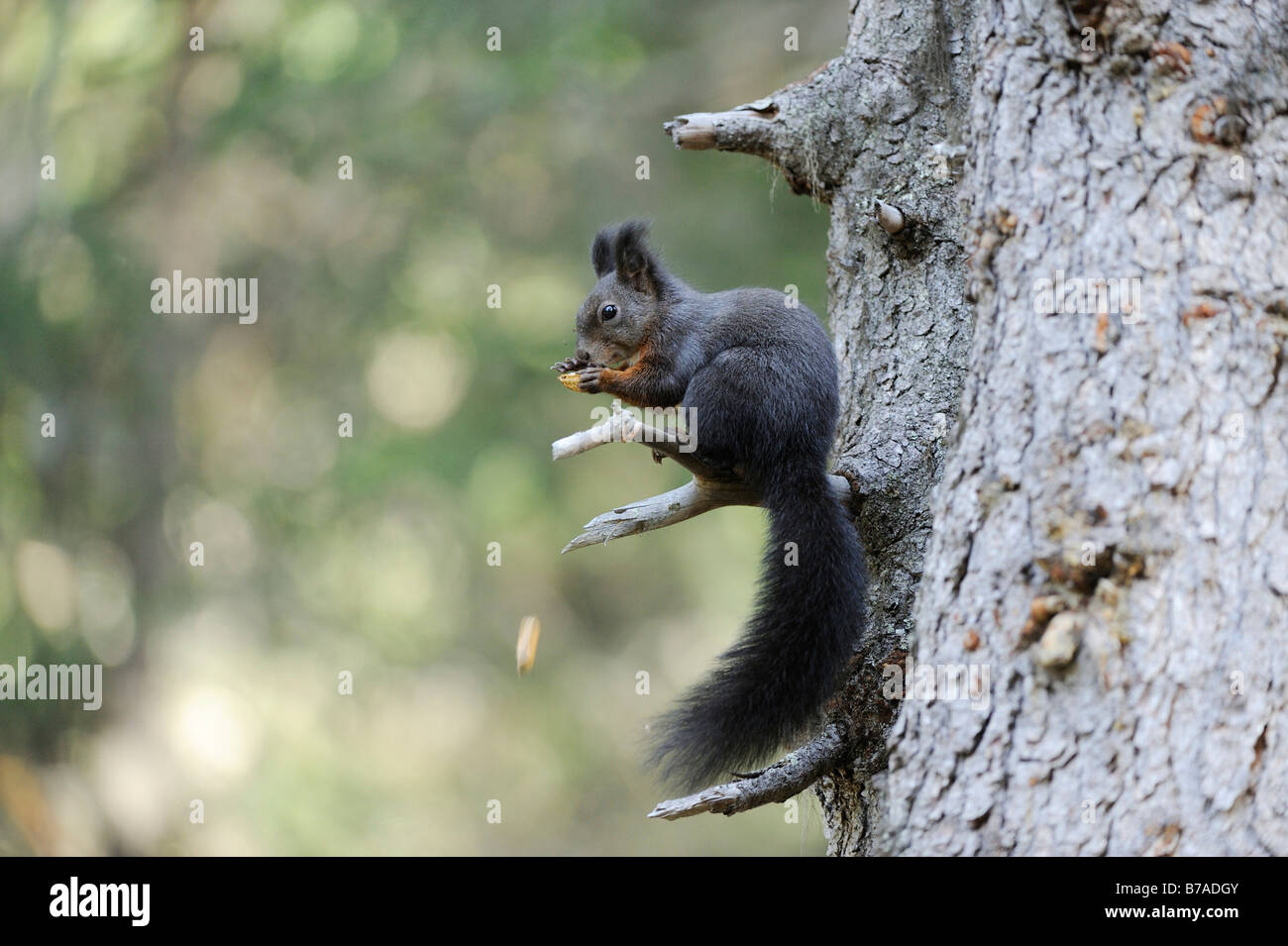 Eichhörnchen (Sciurus Vulgaris) Essen eine Nuss Stockfoto