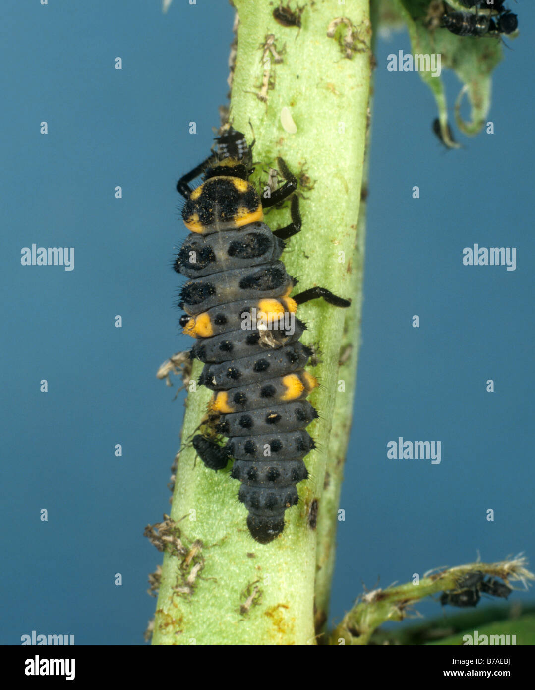 Sieben Larven von Marienköpfen (Coccinella septempunctata), die sich von Blattläusen aus schwarzen Bohnen ernähren Stockfoto