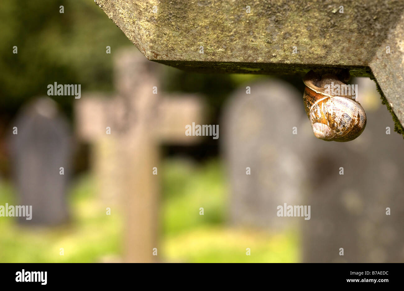 Schnecke auf Grabstein im Friedhof, St Johns-in-the-Vale, Cumbria Stockfoto