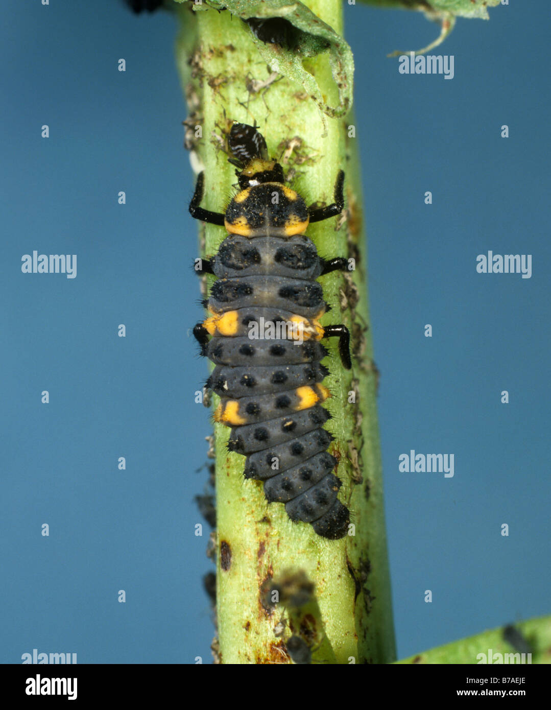 Sieben Marienkäfer (Coccinella septempunctata), die Blattläuse aus schwarzen Bohnen ausbeuten Stockfoto