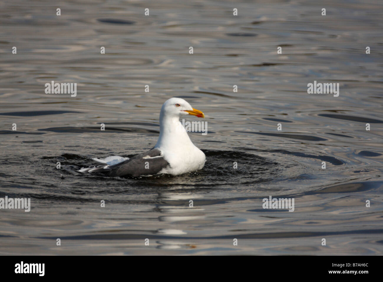 WENIGER BLACK-BACKED Möve, Larus fuscus Stockfoto