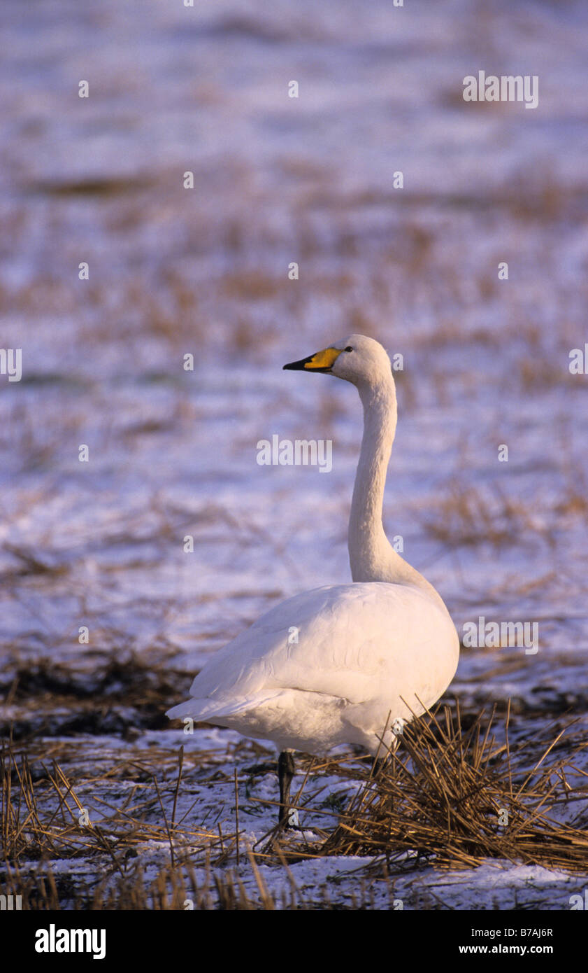 Whooper Schwan Cygnus Cygnus stehend in einer Schnee bedeckten Stoppelfeld Caithness Schottland Dezember Stockfoto