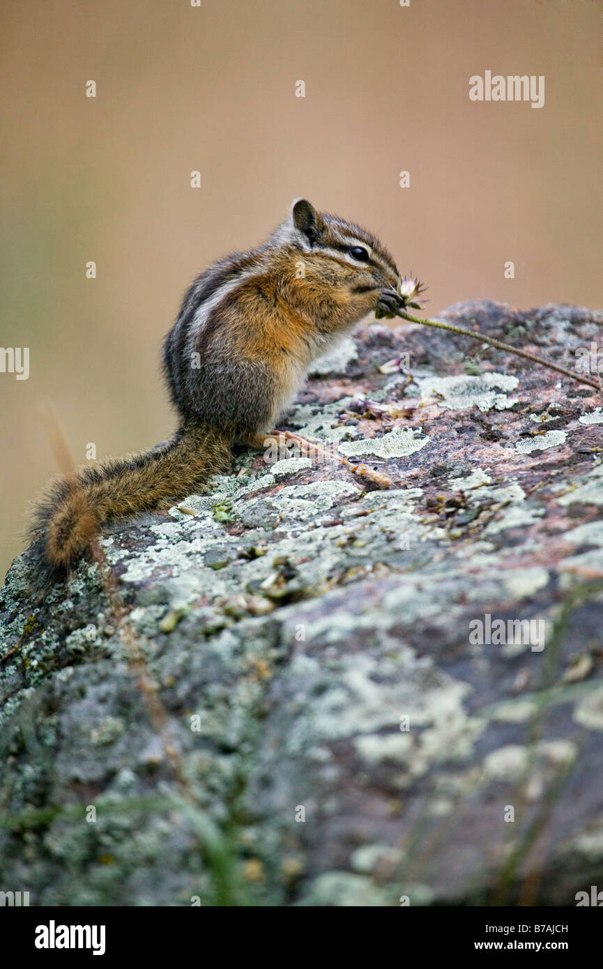 Ein winziger westlichen Eichhörnchen Essen eine Wildblume Stockfoto
