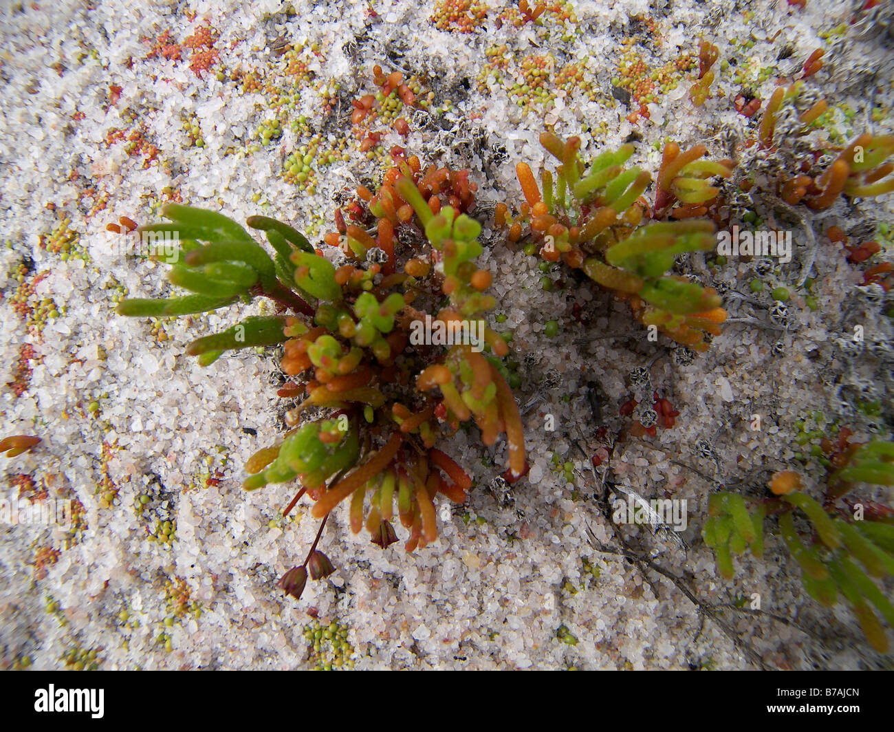 Pflanze aus Salzkruste im Salzsee Stockfoto