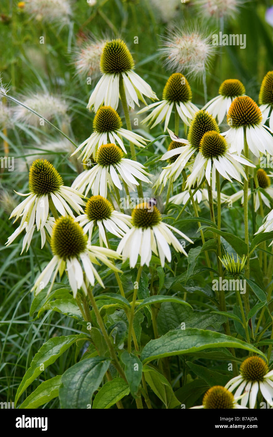 ECHINACEA PURPUREA WHITE SWAN UNTERSTÜTZT DURCH LAMPENPUTZERGRAS VILLOSUM CREME FÄLLT Stockfoto