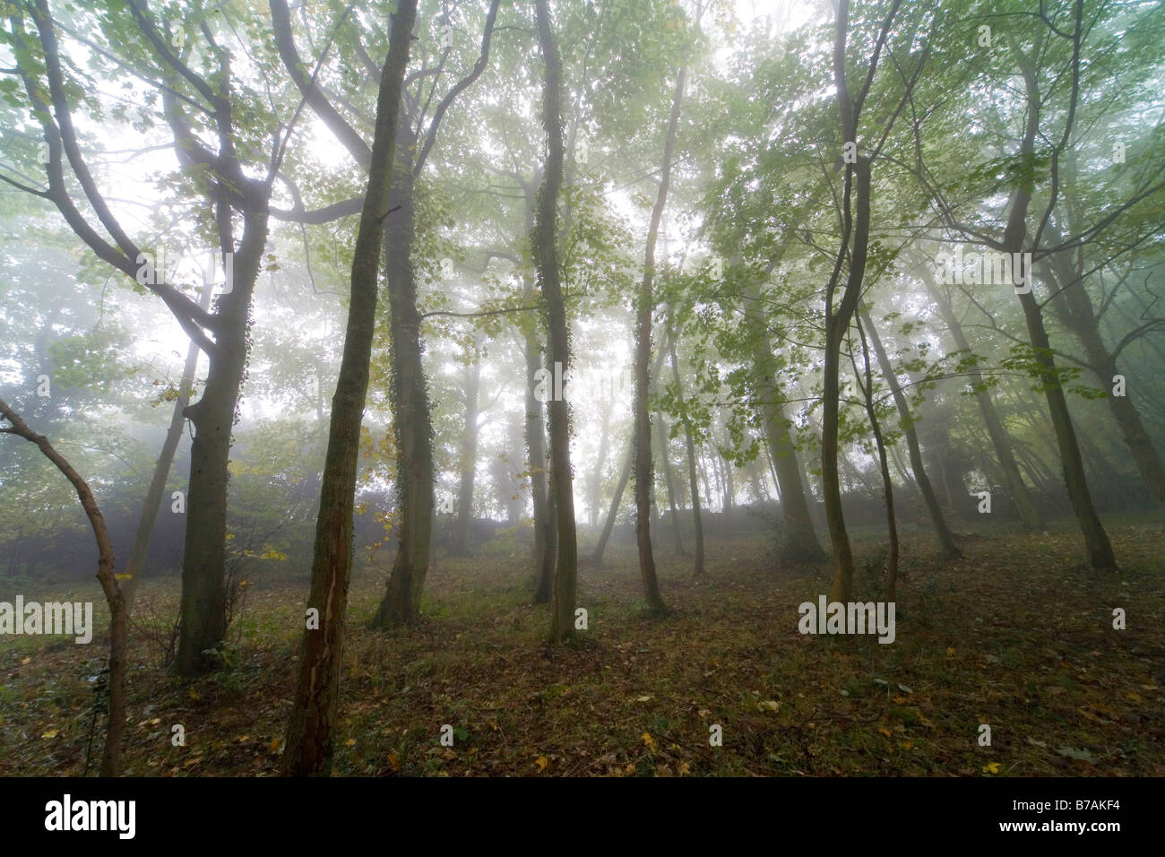 Ranmore gemeinsame Surrey North Downs way Wald Wäldchen im Nebel Stockfoto