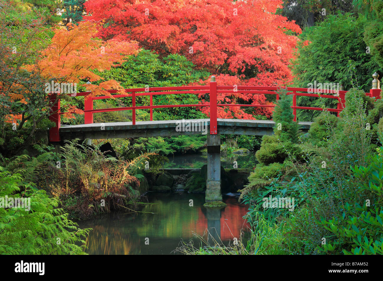 Fußgängerbrücke über den Teich umgeben von Ahornbäume im Herbst Farbe bei Kubota japanische Gärten, Seattle, Washington Stockfoto