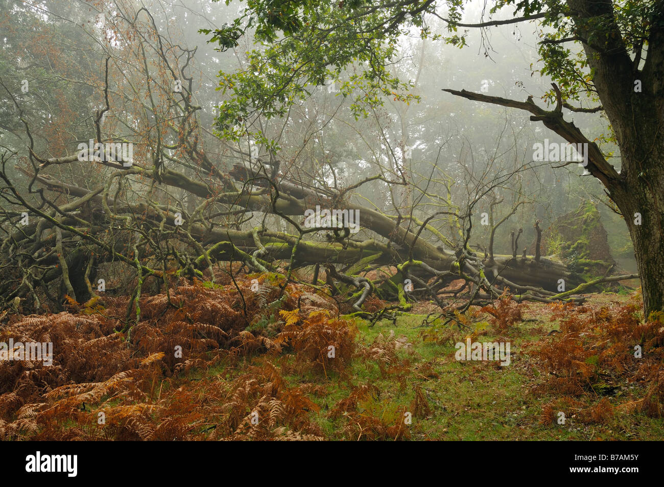 Gefallenen Buche Baum im Nebel Fletchers grüne Heide New Forest Stockfoto