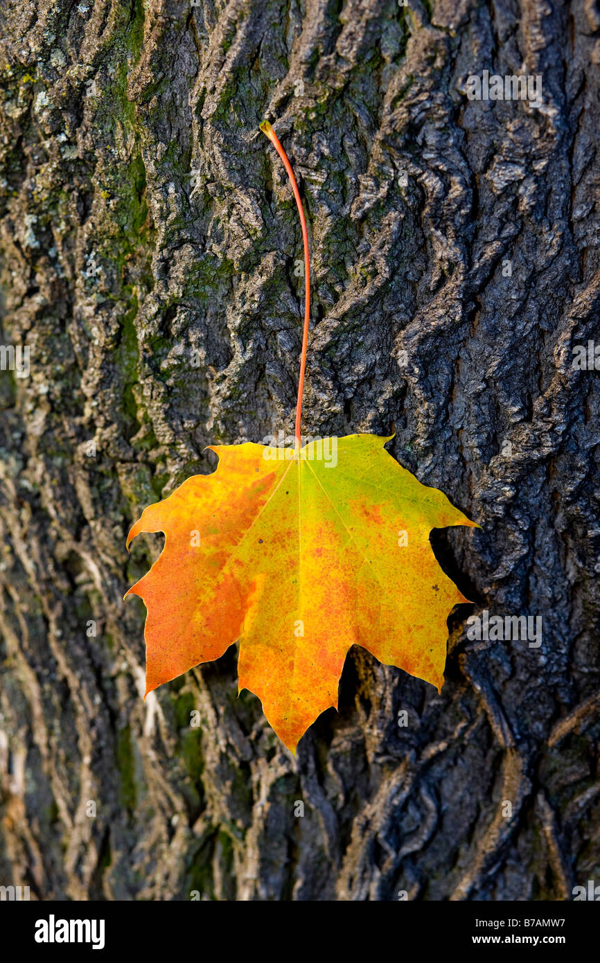 Herbstliche Ahornblatt, das Festhalten an einem Baumstamm Stockfoto