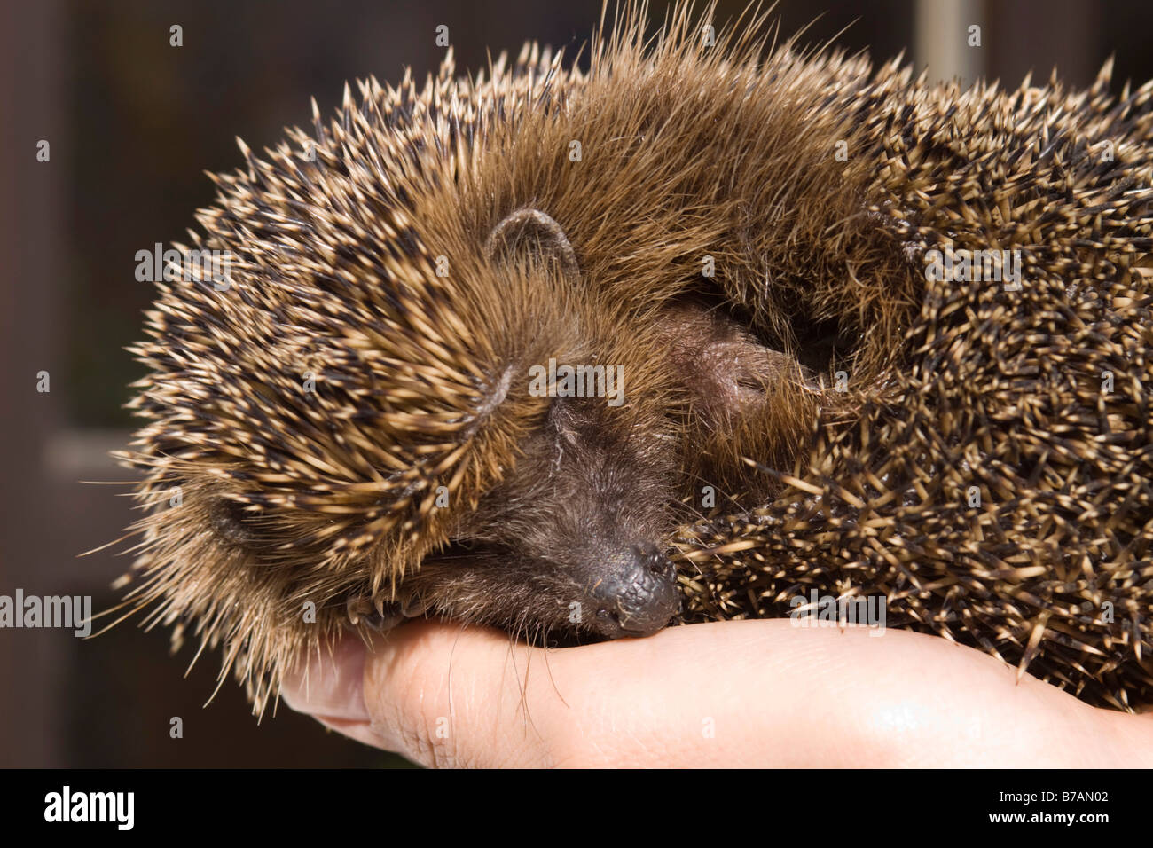 Schlafender igel Fotos und Bildmaterial in hoher Auflösung Alamy