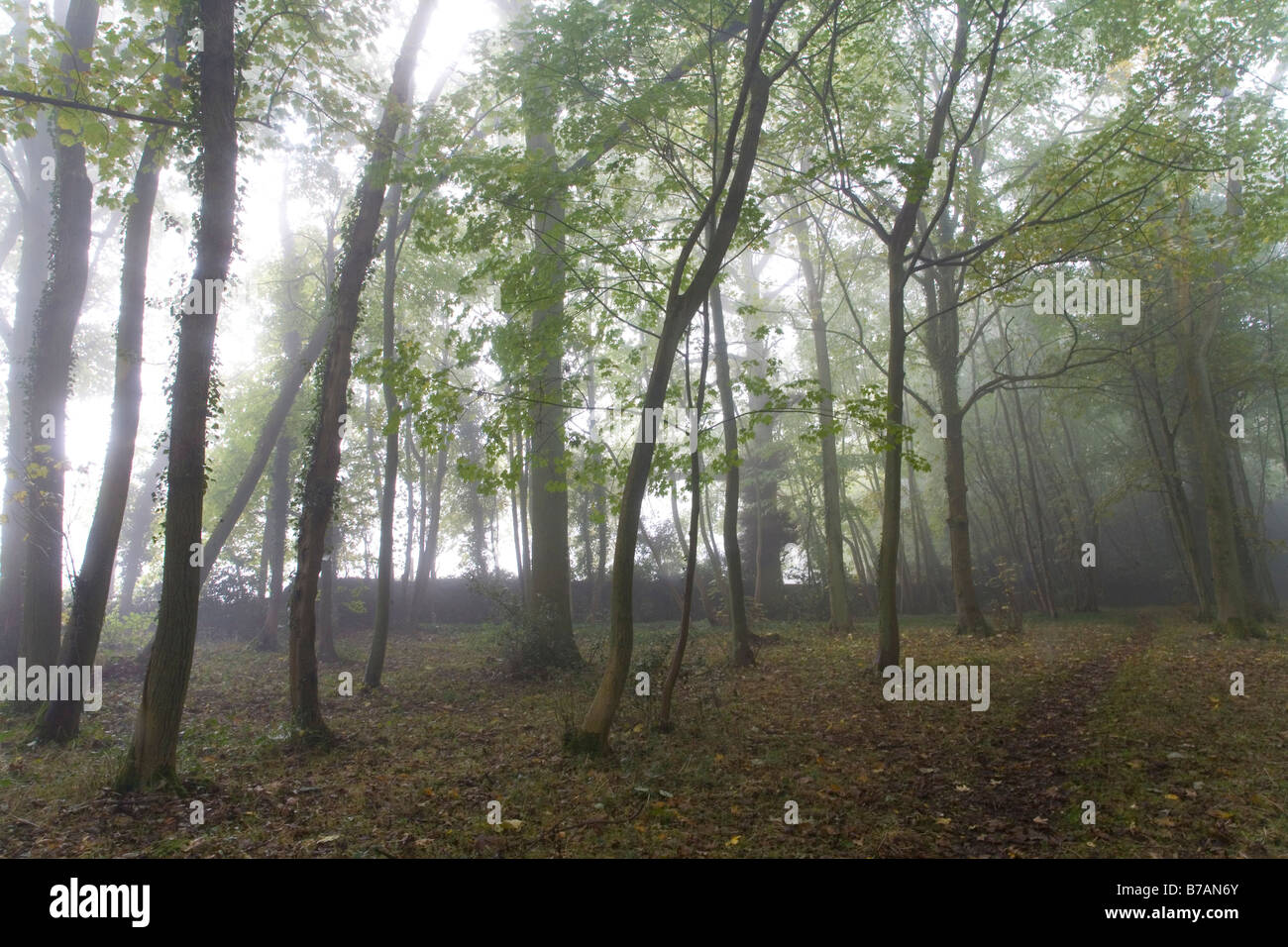 Ranmore gemeinsame Surrey North Downs way Wald Wäldchen im Nebel Stockfoto