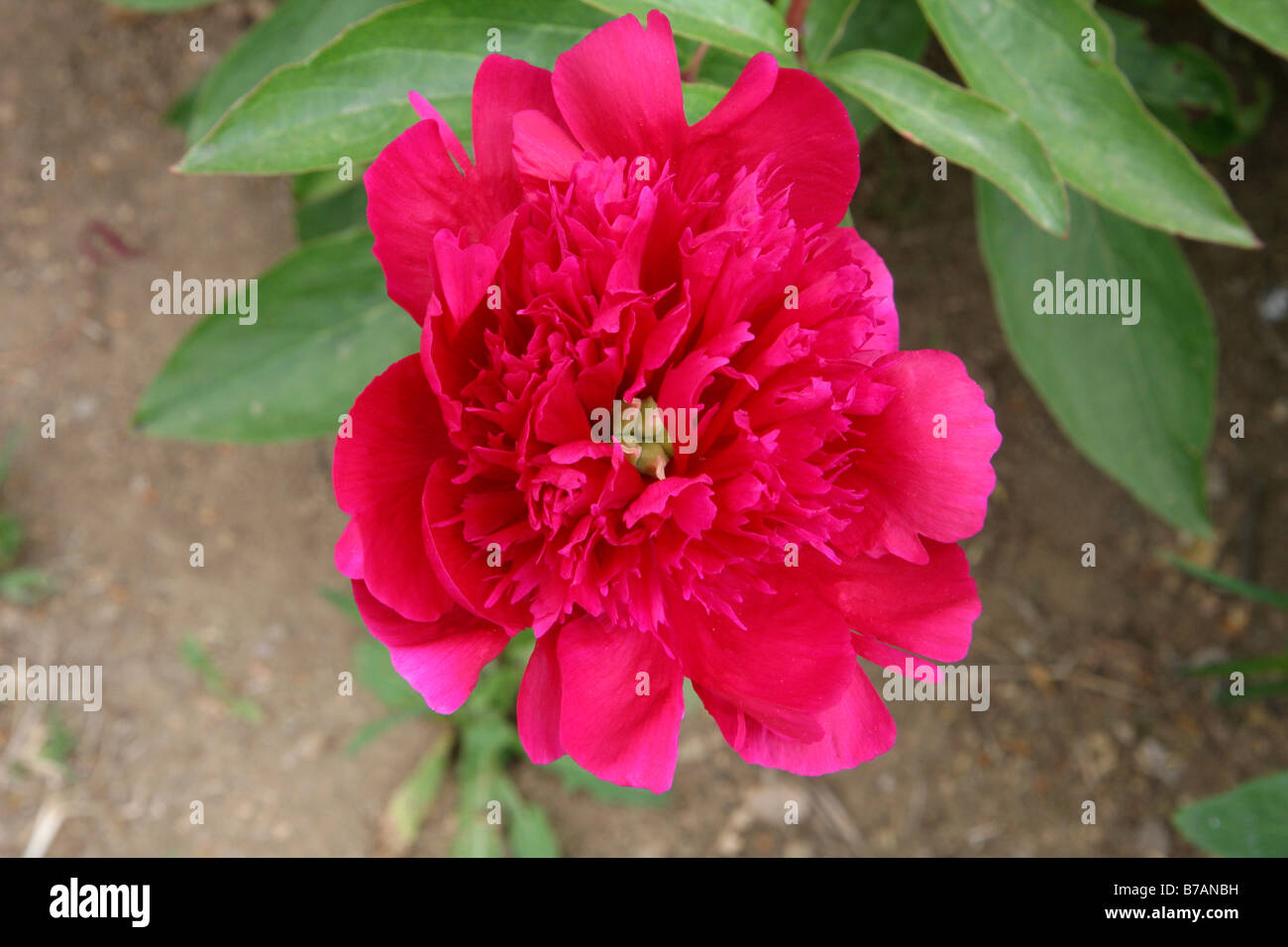Baum Pfingstrose aus Moutan botanische Zentrum. Italien Stockfoto