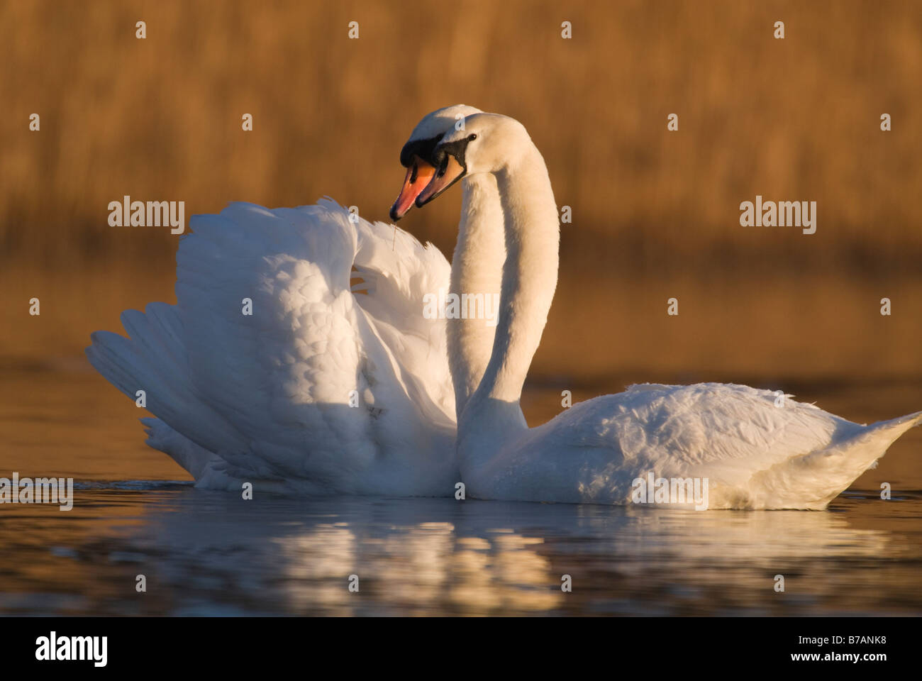 Höckerschwan Cygnus Olor Balz West Lothian, Schottland Februar Stockfoto