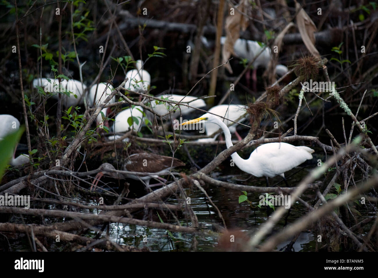 Großer Reiher Ardea Alba Fütterung in der Abenddämmerung mit weiße Ibisse Eudocimus Albus in Fakahatchee Strand in der Nähe von Everglades City FL Stockfoto