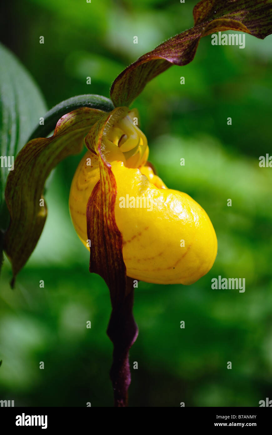 Gelbe Frauenschuh Cypripedium Calceolus pubescens Stockfoto