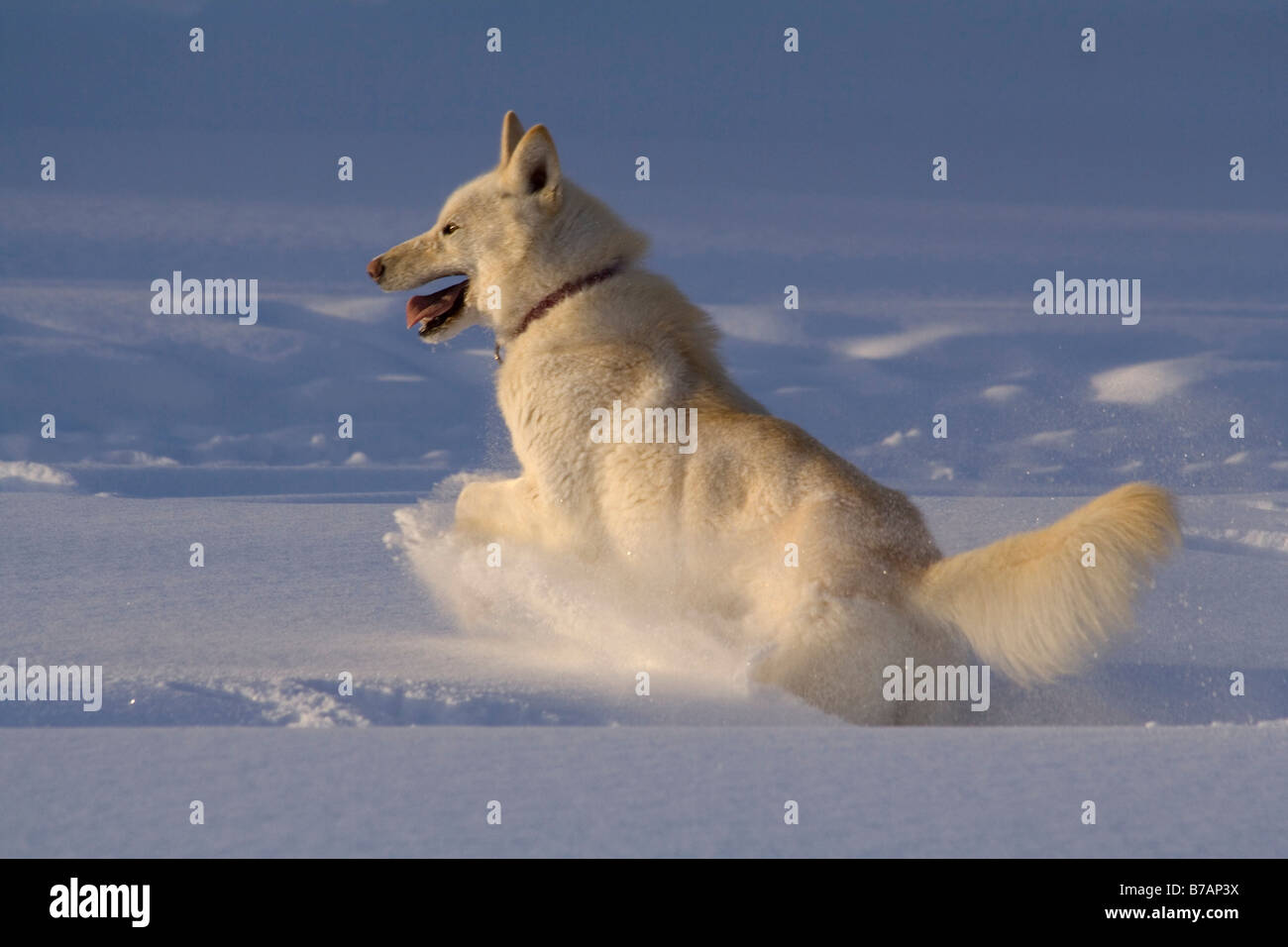 Weißer husky, Schlittenhund, Sledge Dog, schwelgt im Schnee, Yukon Territorium, Kanada, Nordamerika Stockfoto