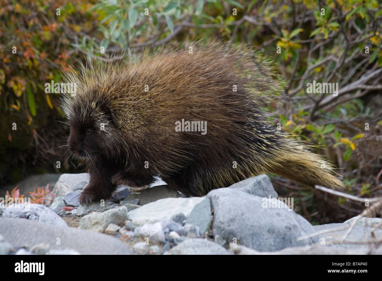 North American Porcupine (Erethizon Dorsatum), in ein Bachbett, Canadian Porcupine, gemeinsame Stachelschwein, Donjek Route, Kluane Natio Stockfoto