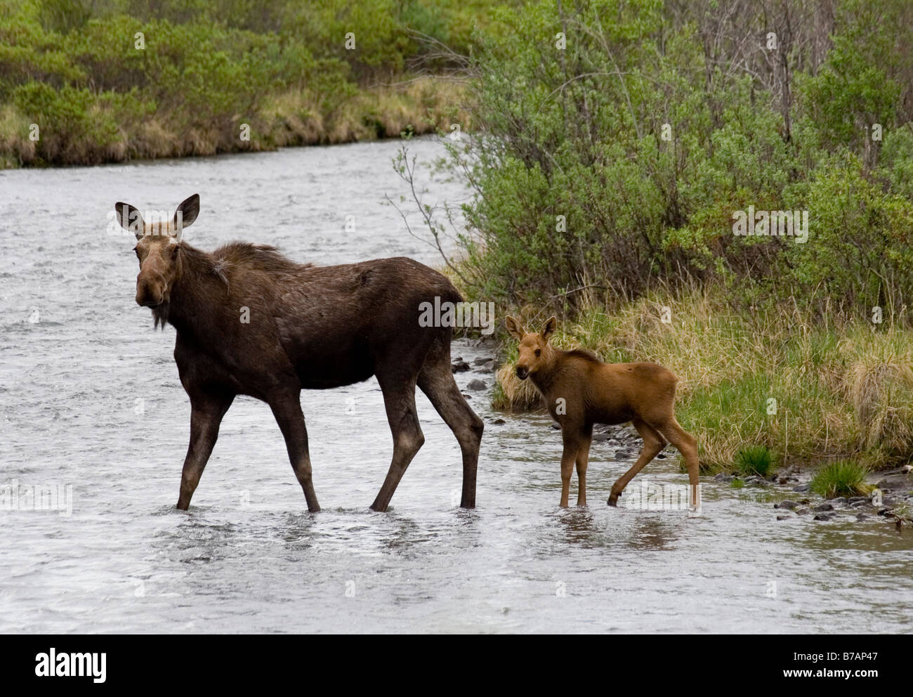 Elch (Alces Alces), Kuh und Kalb über oberen Blackstone River, Dempster Highway, Yukon Territorium, Kanada, Nordamerika Stockfoto