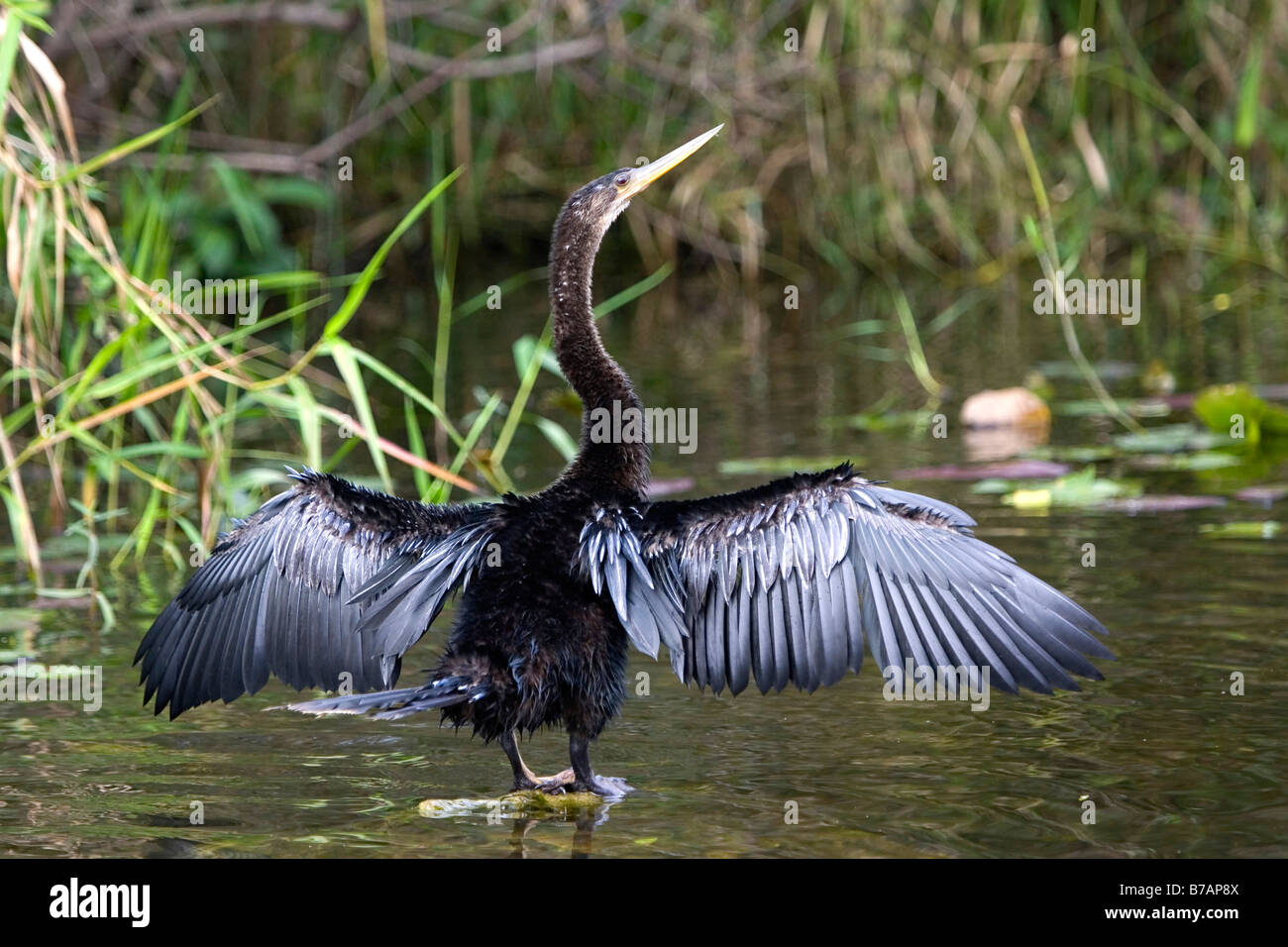Anhinga, Snakebird, amerikanische Darter oder Wasser Türkei (Anhinga Anhinga) Stockfoto