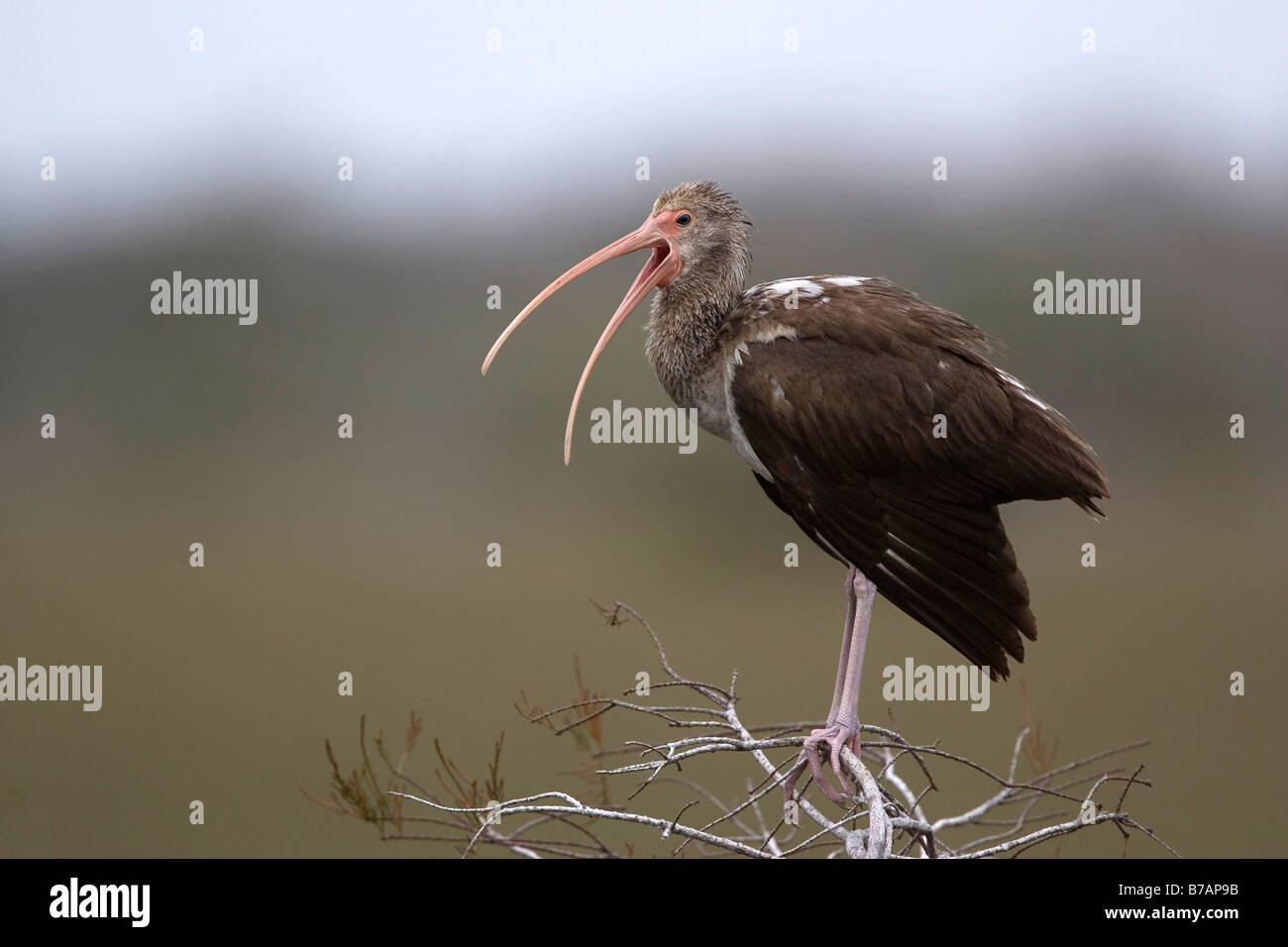 American White Ibis (Eudocimus albus), jugendlich Stockfoto