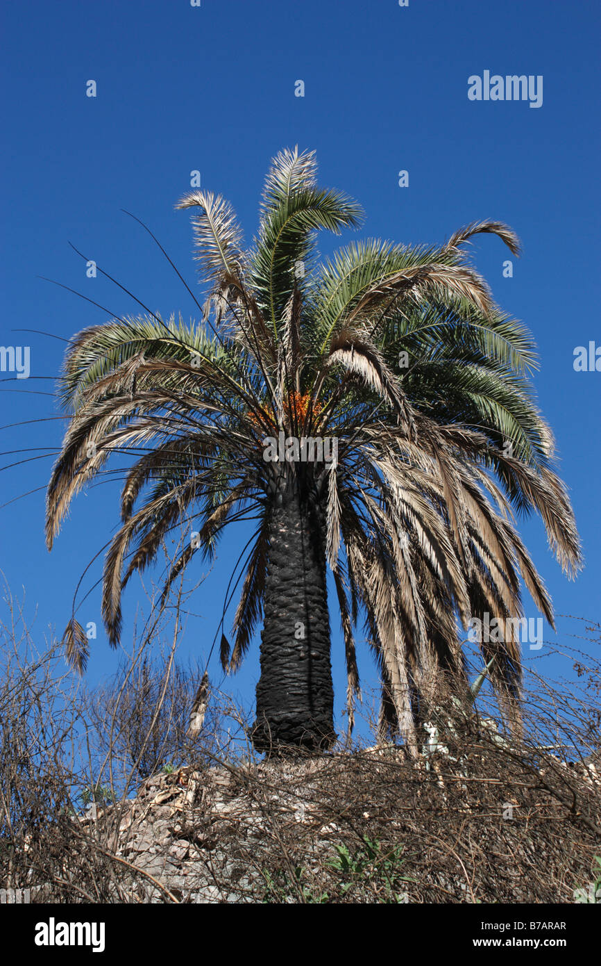 Feuer Schäden Palme mit schwarzem Stamm auf Gran Canaria Stockfoto