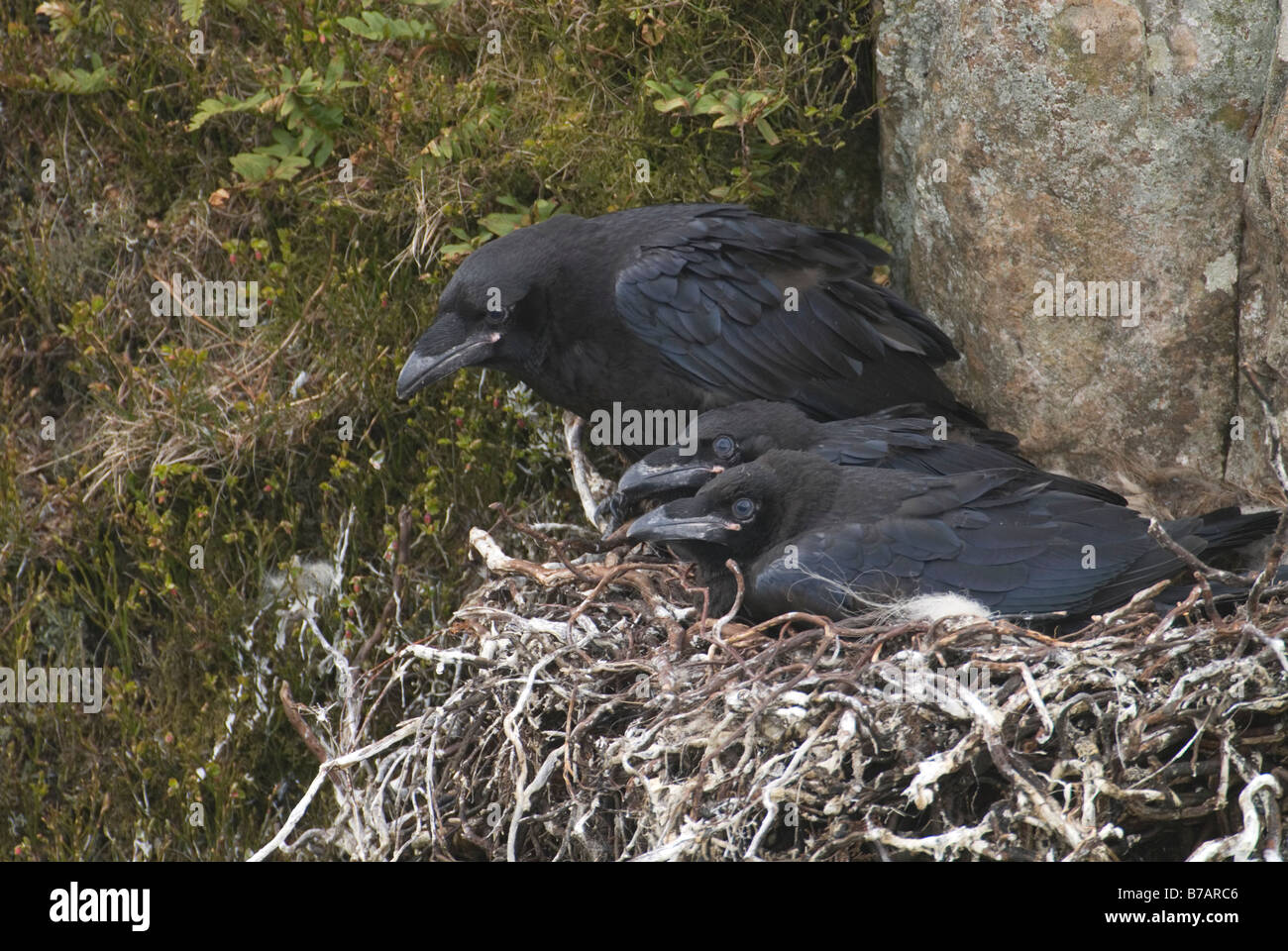 Voll gefedert Raven Corvus Corax Küken im Nest Dumfries Galloway Schottland April Stockfoto
