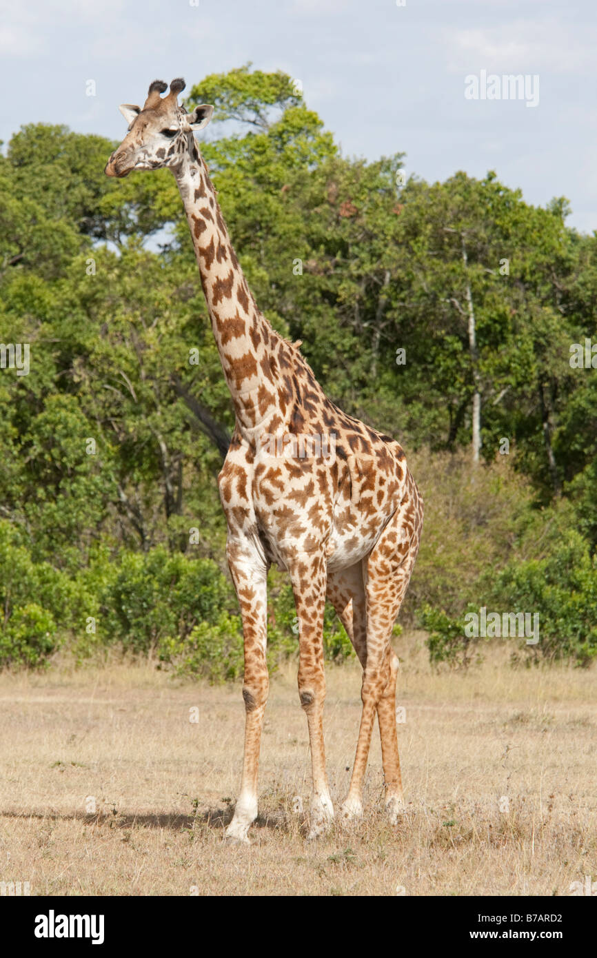 Masai-Giraffe Giraffa Giraffe Savanne Ebenen Masai-Mara-Nord-West-Kenia Stockfoto