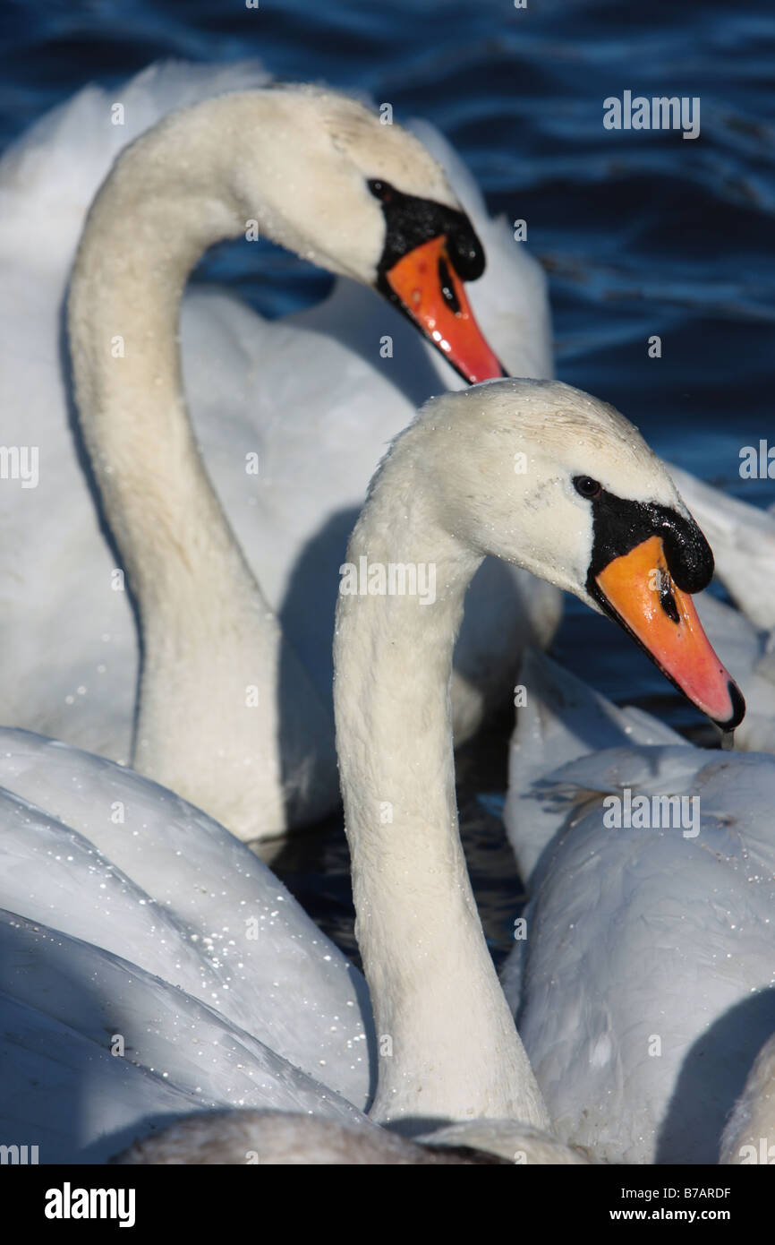 Höckerschwäne in die bloße bei Thorpeness, Suffolk, UK. Stockfoto